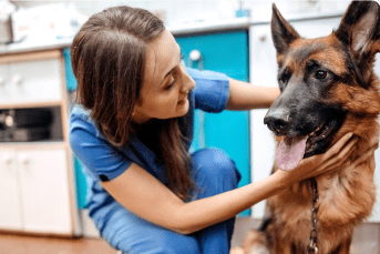 rover protect homepage image of human and pet
